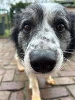 Jaimy, medium formaat reutje gec 7 jaar, Dieren en Toebehoren, Honden | Niet-rashonden, 6 jaar of ouder, Particulier, Reu, Buitenland