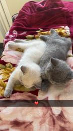 Britse korthaar kittens, Meerdere dieren, Ingeënt, 0 tot 2 jaar