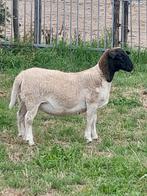 Dorper ooilammeren, Dieren en Toebehoren, Schapen, Geiten en Varkens, Mannelijk, Geit