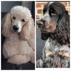 Aankondiging cockapoo pups/ poedel/cockapoo, CDV (hondenziekte), 8 tot 15 weken, Meerdere dieren, Eén hond