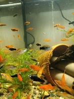 Zwaarddragers, Dieren en Toebehoren, Vis, Zoetwatervis