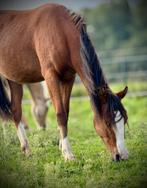 Jaarling merrie D kinderpony, 0 tot 2 jaar, Onbeleerd, Recreatiepony, D pony (1.37m tot 1.48m)