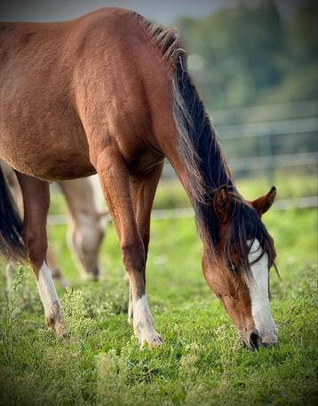 Jaarling merrie D kinderpony beschikbaar voor biedingen