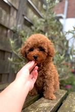 Toy poedel, Dieren en Toebehoren, Honden | Chihuahua's en Gezelschapshonden, Poedel, Particulier, Rabiës (hondsdolheid), Reu