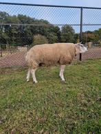 Volbloed scrapie en zwoegervrije texelaar ram, Dieren en Toebehoren, Schapen, Geiten en Varkens, Mannelijk, Schaap