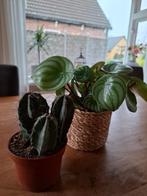 Leuke plantjes voor in huis samen voor 3,50!, Minder dan 100 cm, Groene kamerplant, Halfschaduw, Ophalen of Verzenden