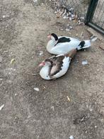 Te Koop Koppel Kaapse/Muskus eenden, Dieren en Toebehoren, Pluimvee, Meerdere dieren, Eend