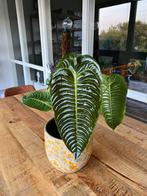 Anthurium Regale ‘King Anthurium’, Huis en Inrichting, Kamerplanten, Verzenden, Overige soorten, Halfschaduw, Minder dan 100 cm