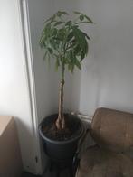 Pachira aquatica - geldboom kamerplant, Halfschaduw, Overige soorten, Minder dan 100 cm, Ophalen