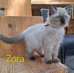 Ragdoll kittens met stamboom/DNA Cinnamon & Seal (FOK), Meerdere dieren, Gechipt, 0 tot 2 jaar