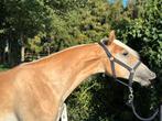 Prachtige Haflinger ruin!, Dieren en Toebehoren, Minder dan 160 cm, Gechipt, Ruin, 0 tot 2 jaar