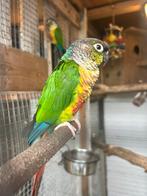 Koppel pyrrhura’s, Dieren en Toebehoren, Vogels | Parkieten en Papegaaien, Meerdere dieren, Parkiet, Geringd