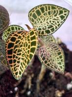 Jewel orchid A.roxburghii Firebird/ Skeleton hybrid, Huis en Inrichting, Kamerplanten, Ophalen of Verzenden, Volledige schaduw