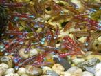 regenboog elrits, rainbow shiners, notropis chrosomus, Dieren en Toebehoren, Overige soorten