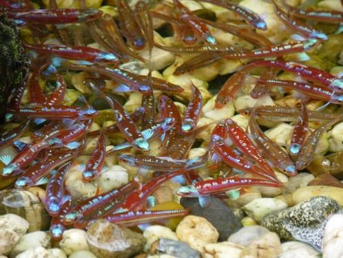 regenboog elrits, rainbow shiners, notropis chrosomus, Dieren en Toebehoren, Vissen | Vijvervissen, Overige soorten