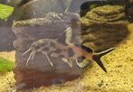 Synodontis Polly White, Vis