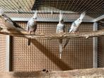 Valkparkieten diverse mutaties ook om te maken, Dieren en Toebehoren, Meerdere dieren, Parkiet