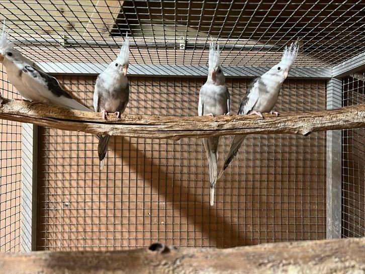 Valkparkieten diverse mutaties ook om tam te maken, Dieren en Toebehoren, Vogels | Parkieten en Papegaaien, Parkiet, Meerdere dieren