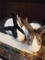 Hollanders, Dieren en Toebehoren, Meerdere dieren