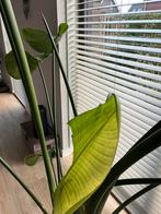 Strelitzia inclusief pot, Ophalen, Halfschaduw, 200 cm of meer