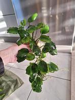 Anubia aquarium plant, Dieren en Toebehoren, Ophalen of Verzenden, Nieuw, Plant(en), Steen of Hout