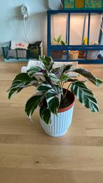 Calathea White Fusion, Ophalen of Verzenden, Overige soorten, Minder dan 100 cm