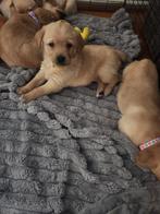 Labrador x golden retriever, Golden retriever, Rabiës (hondsdolheid), Reu, 8 tot 15 weken