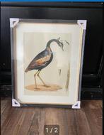 Print Vogel Otis Aurila - Nieuw in Verpakking, Antiek en Kunst, Ophalen of Verzenden