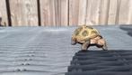 Schildpad figuur merk Schleich, Ophalen of Verzenden, Jongen of Meisje