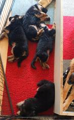Duitse Herder pups, Particulier, Meerdere, 8 tot 15 weken, Meerdere dieren