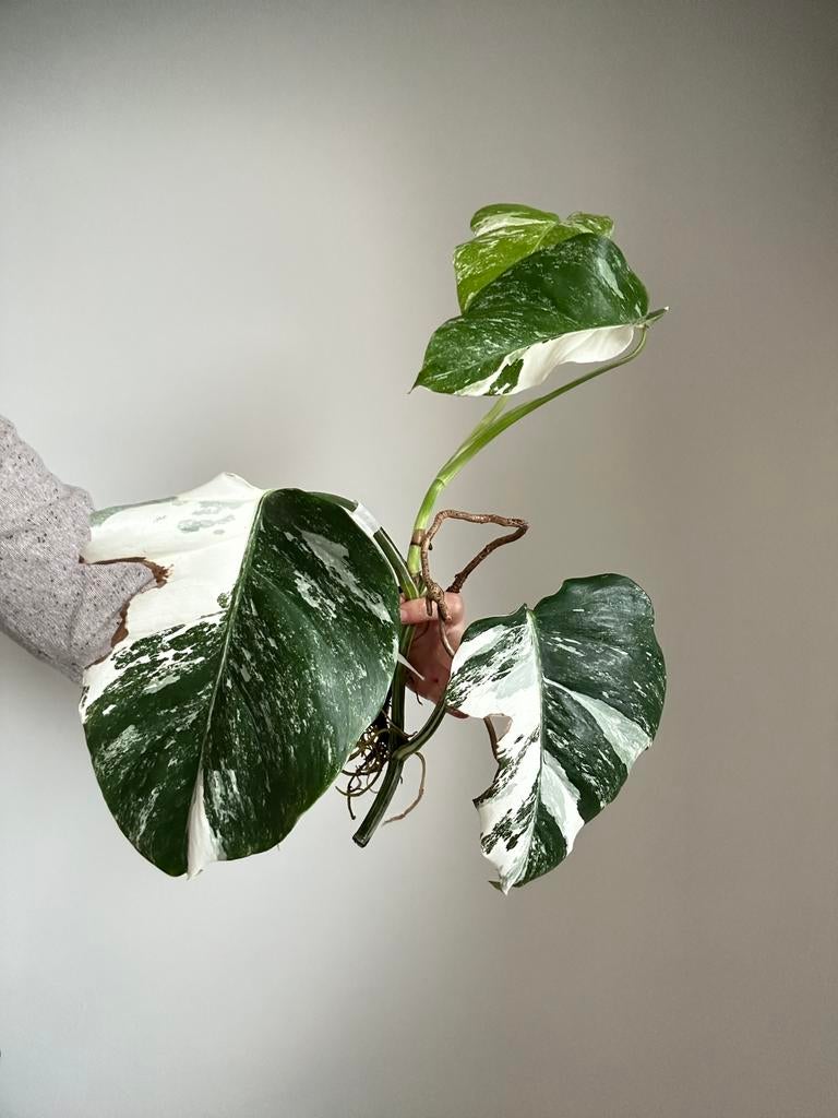 Monstera Albo gewortelde stek no.3, Huis en Inrichting, Kamerplanten, Overige soorten, Minder dan 100 cm, Groene kamerplant, Halfschaduw