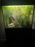 Juwel 120 met kast, Ophalen, Zo goed als nieuw, Gevuld zoetwateraquarium