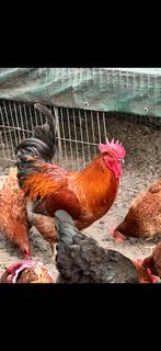 Gratis haan, Dieren en Toebehoren, Pluimvee, Mannelijk, Kip