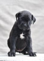 Mooie rastypische cane corso pups te koop, Nederland, Overige rassen, CDV (hondenziekte), 8 tot 15 weken