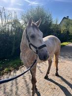 Lieve, rustige D pony ruin, Dieren en Toebehoren, Pony's, B, Ruin, 3 tot 6 jaar, Recreatiepony