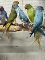 Diverse halsbandparkieten, Dieren en Toebehoren, Vogels | Parkieten en Papegaaien, Meerdere dieren, Parkiet