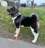 Zeer leuke Amerikaanse Akita!, Dieren en Toebehoren, 15 weken tot 1 jaar, Reu, Eén hond, Nederland