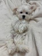 maltezer te koop 1 beschikbaar, Maltezer, Teef, Eén hond, Nederland