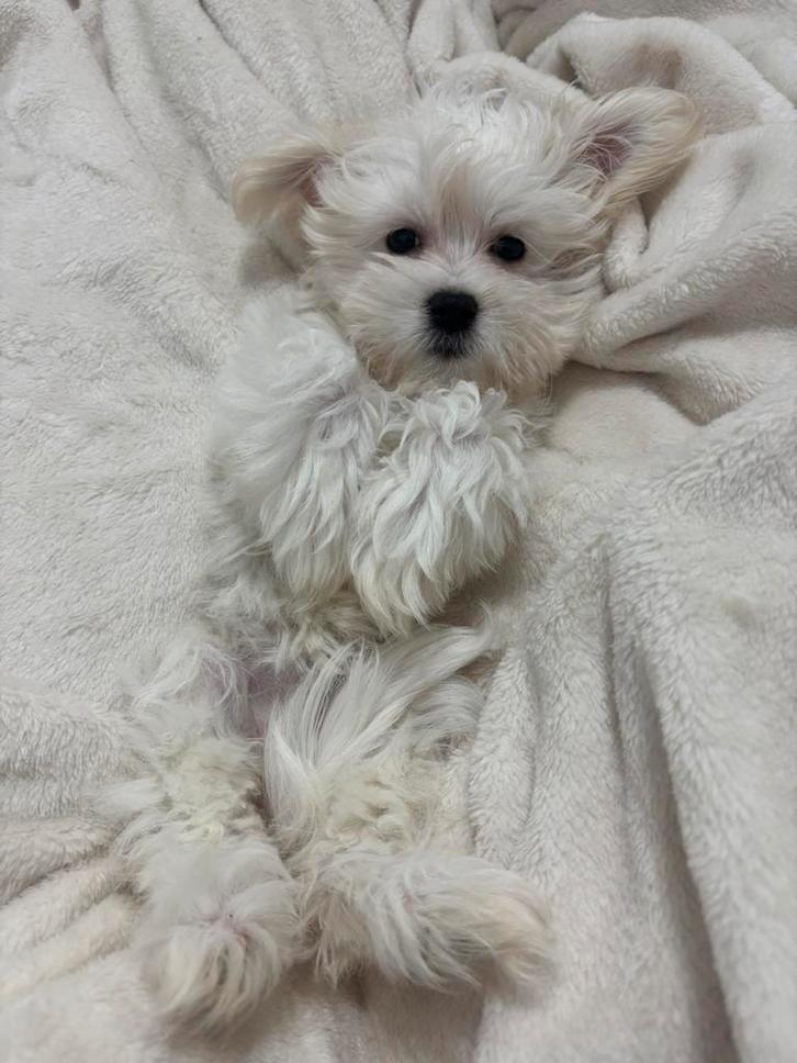 maltezer te koop 1 beschikbaar, Dieren en Toebehoren, Honden | Chihuahua's en Gezelschapshonden, Teef, Maltezer, Particulier, Eén hond