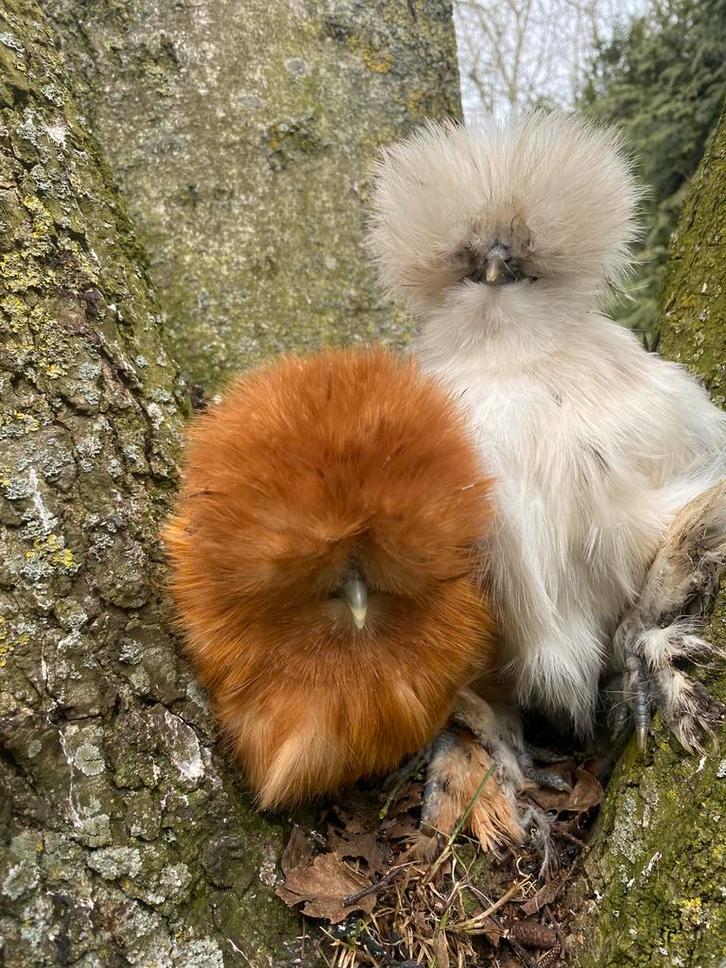 Usa zijdehoen hennetjes, Dieren en Toebehoren, Pluimvee, Kip, Vrouwelijk