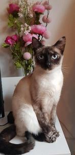Nieuw thuis gezocht voor Lucky, Dieren en Toebehoren, Poes