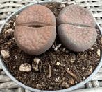 Lithops Hookeri, Minder dan 100 cm, Ophalen of Verzenden, Vetplant