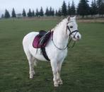 Knappen Welsh merrie, Dieren en Toebehoren, Pony's, Merrie, B pony (1.17m tot 1.27m), 11 jaar of ouder, Recreatiepony