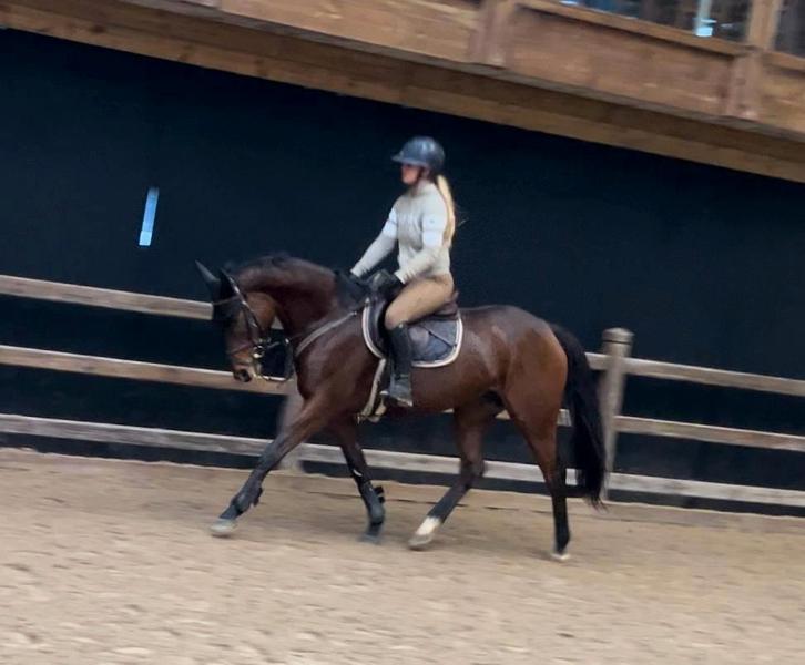 Super Lieve en brave 10 jarige allrounder, Dieren en Toebehoren, Paarden, Merrie, B, 160 tot 165 cm, 7 tot 10 jaar, Recreatiepaard