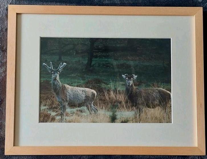 Twee Herten (foto)... in Barth wissellijst van 30x40 cm. ..., Antiek en Kunst, Kunst | Tekeningen en Foto's, Ophalen of Verzenden