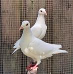 Koppel witte postduiven 2025, Dieren en Toebehoren, Vogels | Duiven, Meerdere dieren, Postduif