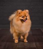 Pomerian️, Dieren en Toebehoren, Honden | Poolhonden, Keeshonden en Oertypen, België, Particulier, 1 tot 2 jaar, Teef