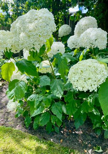 Hortensia Annabelle bloeit met witte bloemen bolhortensia beschikbaar voor biedingen