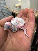 Jonge grasparkieten!, Dieren en Toebehoren, Vogels | Parkieten en Papegaaien, Meerdere dieren, Parkiet