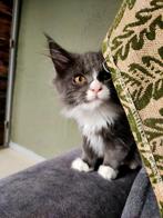 Prachtige Maine Coon XXL LAATSTE TWEE POESJES, Meerdere dieren, Ontwormd